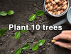 Plant 10 Trees - The Raw Chocolate Company