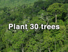 Plant 30 Trees - The Raw Chocolate Company