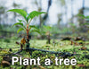 Plant a Tree - The Raw Chocolate Company